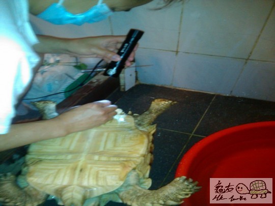 觀察缸內情况及固定筆筒於尿石中間並緊接著表面