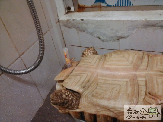 先消毒後插筒入缸門清洗(可用小量潤滑劑及麻醉劑