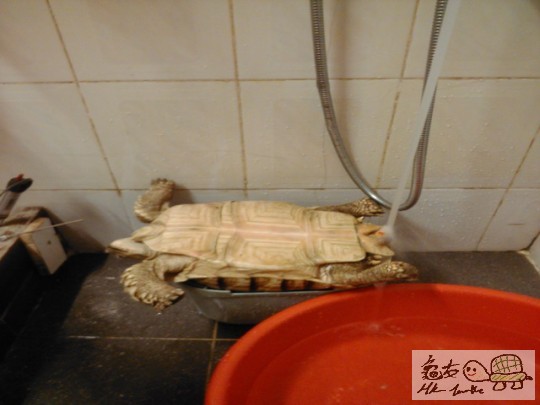 用熟(温)水冲出碎石