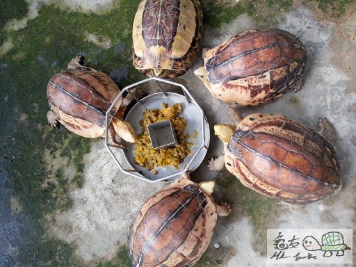 開大餐之一咀都係 (15).jpg