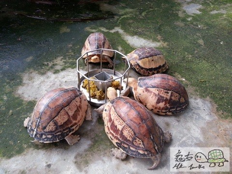 開大餐之一咀都係 (12).jpg