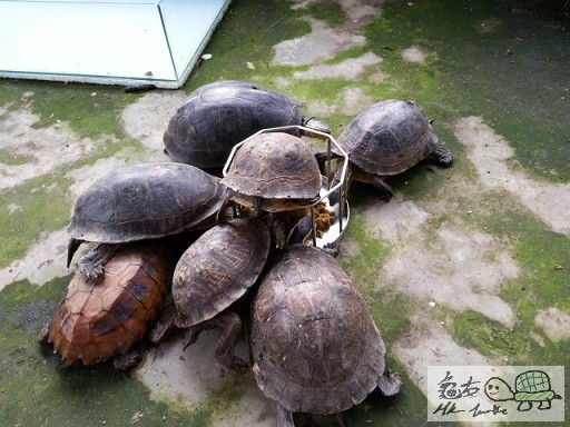 開大餐之一咀都係 (11).jpg