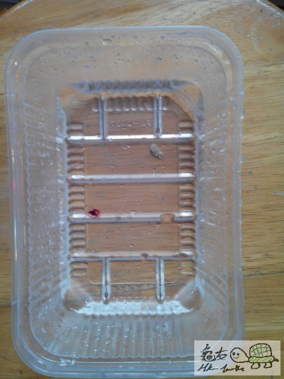 浸電解水時，先屙紅色果粒野，再屙白色果d