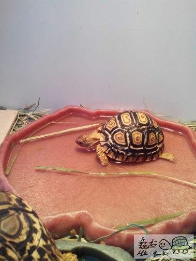 看似還有點精神，在箱內一直行，無時停