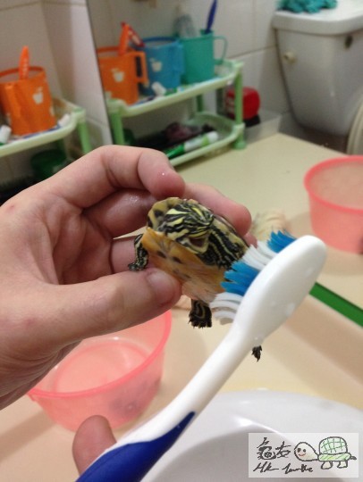 你個大屎忽好惡