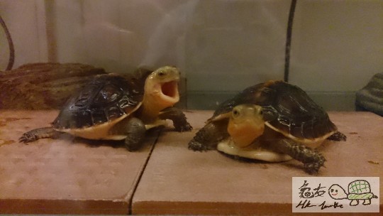 左邊係佢,右邊嗰隻咬佢