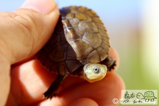 Chinese Pond Turtle, baby 660.jpg