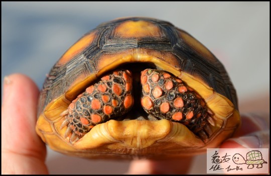 KK, 快些長大罷!