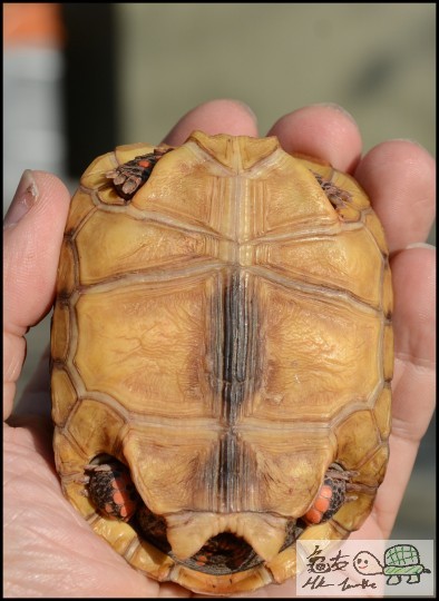 8 cm, 幾時等到你大哩?