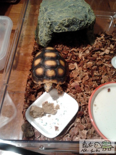 初食M糧, 樂此不疲