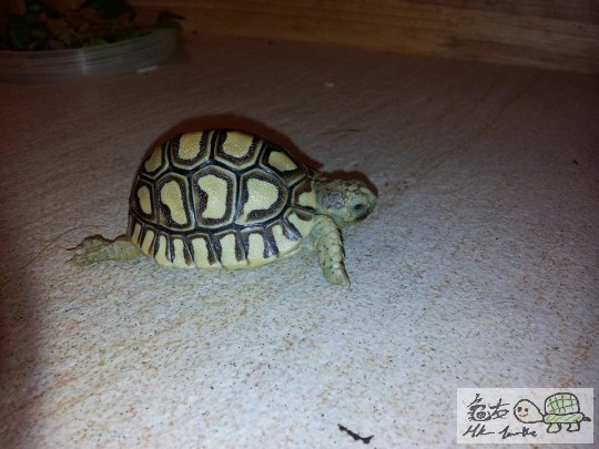 急放精品豹龜4隻333.jpg