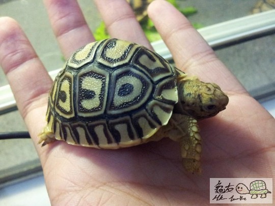 急放精品豹龜4隻444.jpg