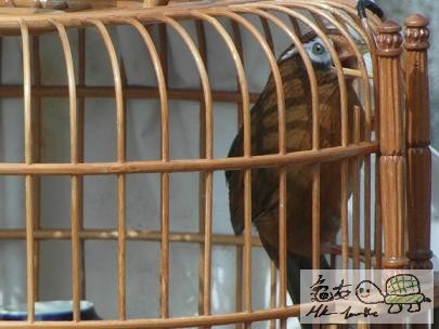 天藍眼.............jpg