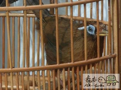 天藍眼...........jpg