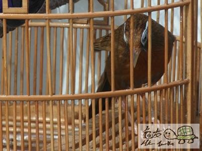 天藍眼............jpg