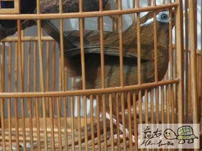 天藍眼..........jpg