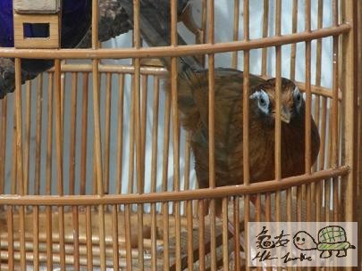 天藍眼.........jpg