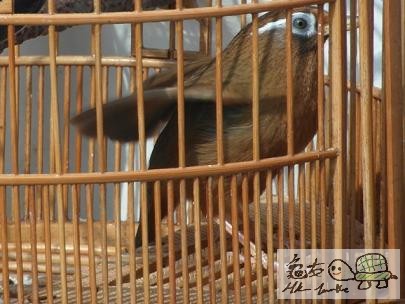 天藍眼........jpg
