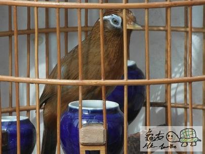 天藍眼.....jpg