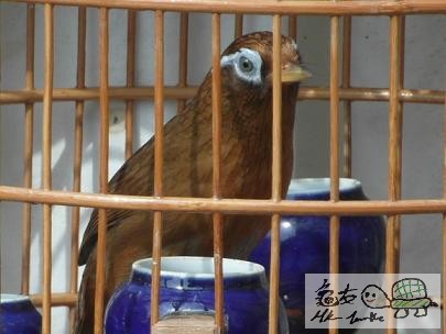 天藍眼....jpg