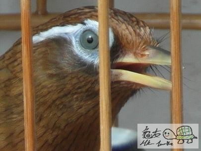 天藍眼..jpg