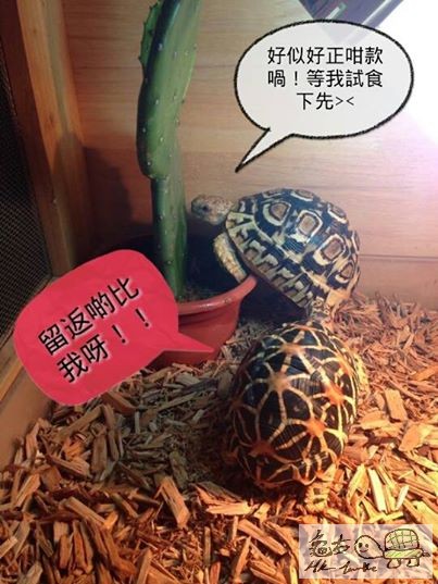 龜龜們都流晒口水啦^^