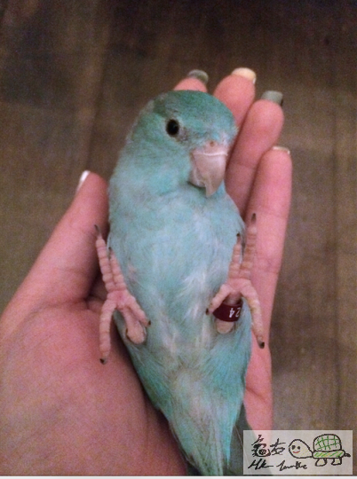 Screen Shot 2014-03-18 at 10.42.07 am.png