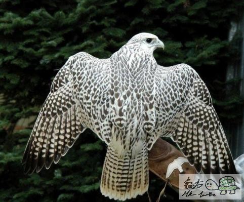 隼场.........jpg