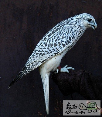 游隼 (2).jpg