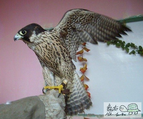 游隼....jpg