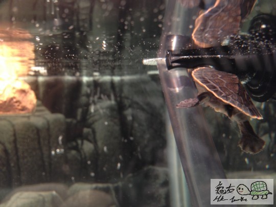 比個PATPAT你地睇先