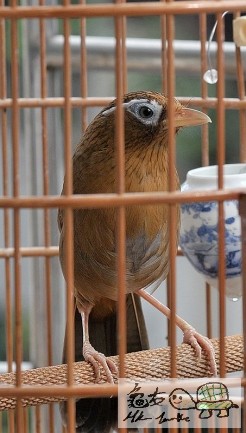 180354m5r29i8im5jmkkeq.jpg.thumb.jpg