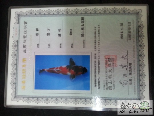 錦鯉的身份證（雄性）.jpg