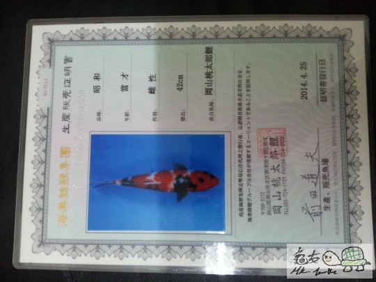 錦鯉的身份證（雌性）.jpg