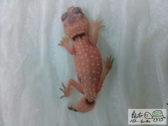 新生NW patternless bb