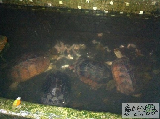 生完蛋補充下體力先,一個月先得一餐好野喳！