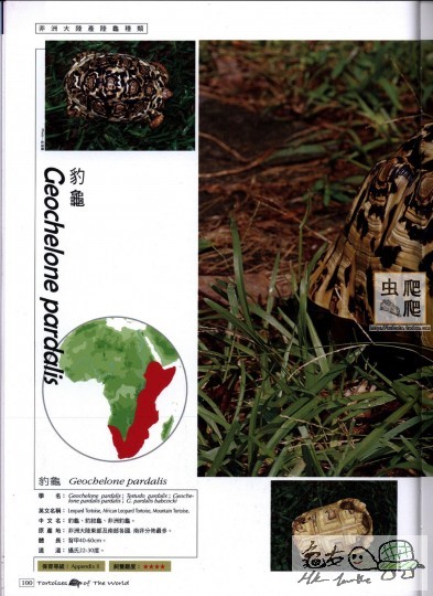 陆龟全记录 100.jpg