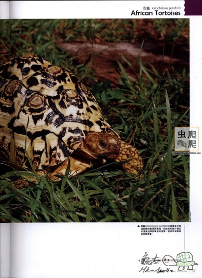 陆龟全记录 101.jpg