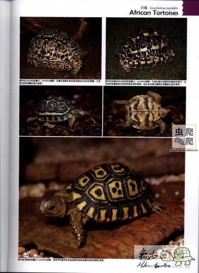 陆龟全记录 103.jpg