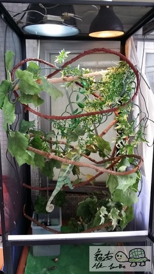 7彩變色龍 (2).jpg