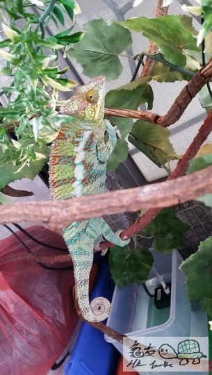 7彩變色龍 (3).jpg