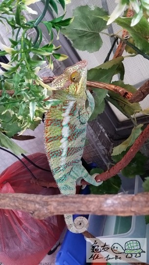 7彩變色龍 (4).jpg