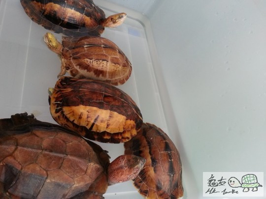 hk turt 02.jpg