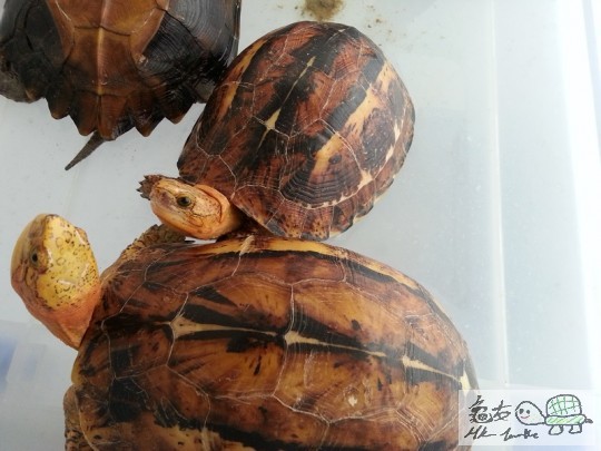 hk turt 04.jpg