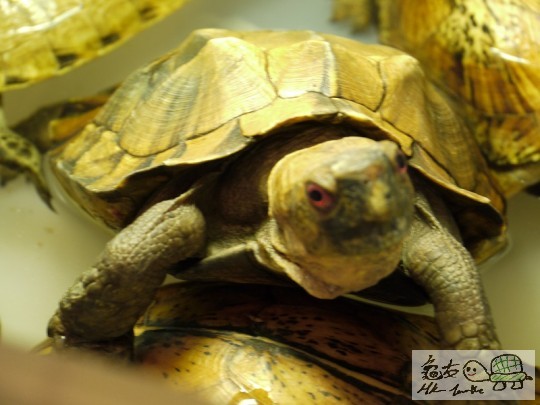 hk turt 06.jpg