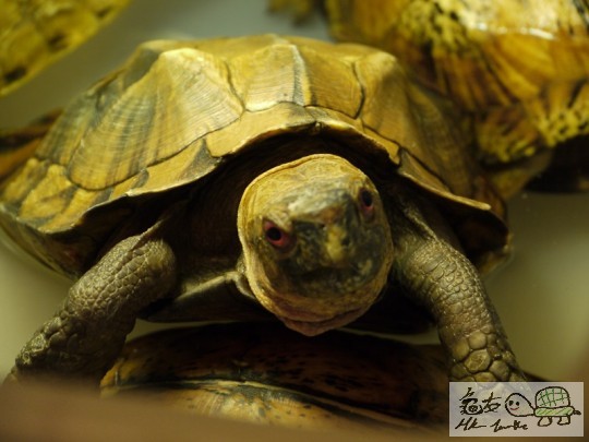 hk turt 07.jpg