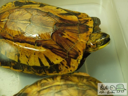 hk turt 12.jpg
