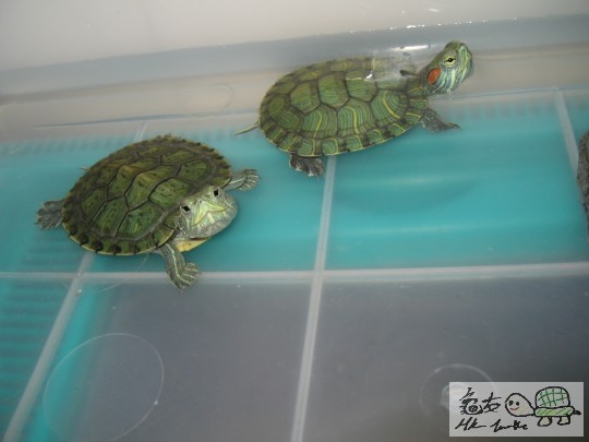 左邊是蝦仔右邊是玲玲