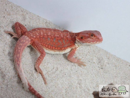 extreme red hypo het trans LB dunner.jpg