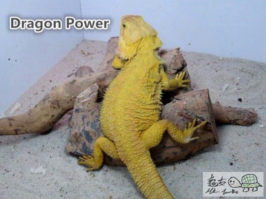 Yellow Genetic Striped Hypotrans(1)_副本.jpg